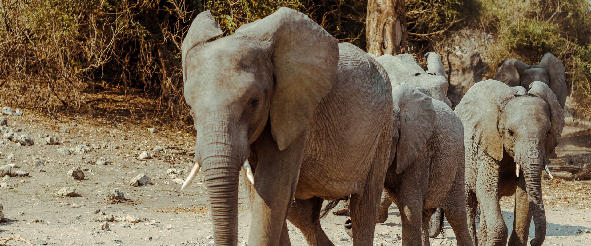 CHOBE NATIONAL PARK